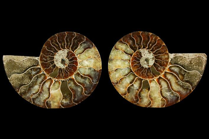 Sliced Ammonite Fossil - Agatized #116787